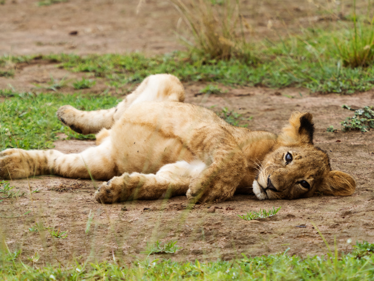 Leeuwenwelp in Akagera National Park Rwanda - Undiscovered.nl