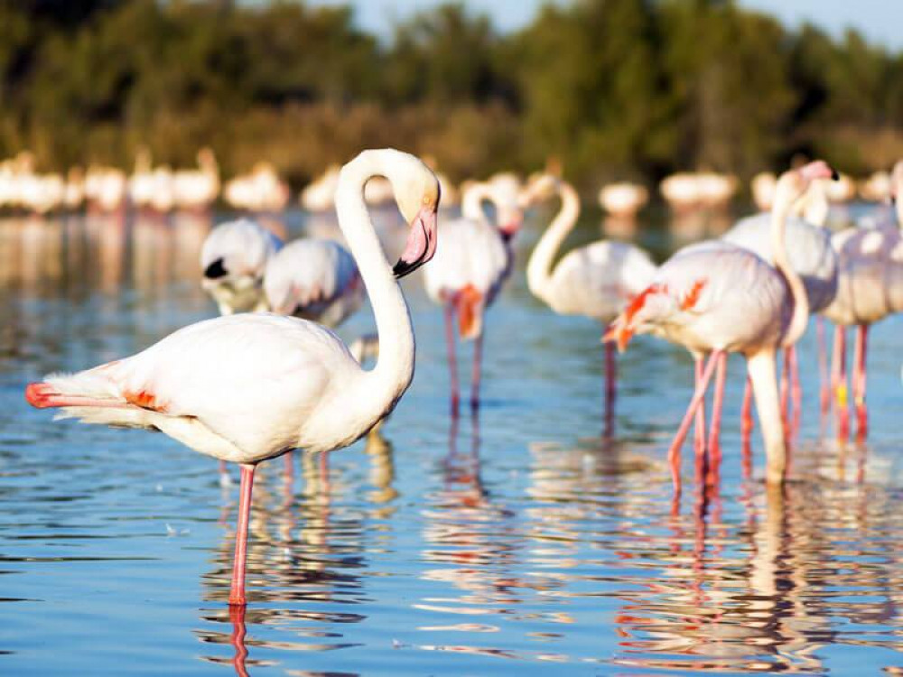 Flamingo Tsimanampetsotse National Park, Madagascar - Undiscovered.nl