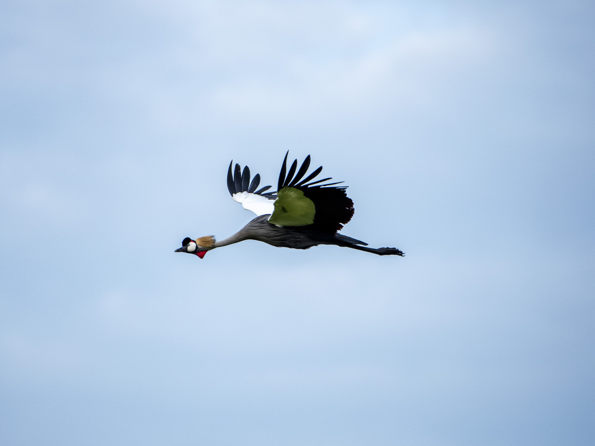 Rwanda vogels - Undiscovered