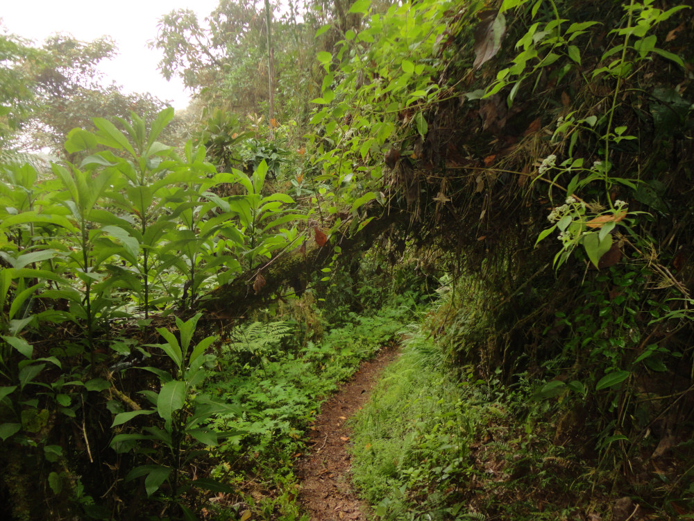 Bella Vista, het nevelwoud van Ecuador - Undiscovered.nl