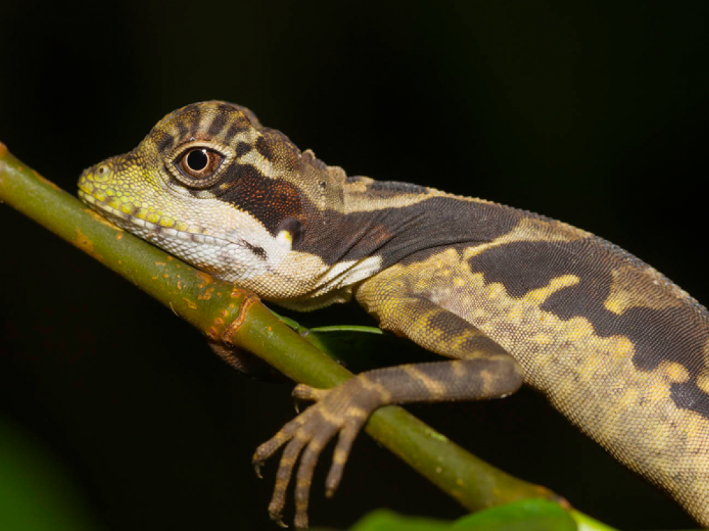 Reptiel in Borneo - Undiscovered.nl