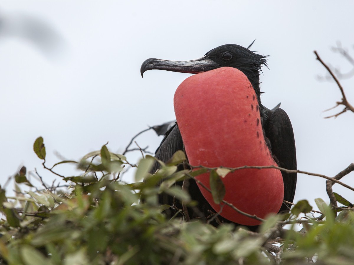Isla de la Plata, Ecuador - Undiscovered.nl