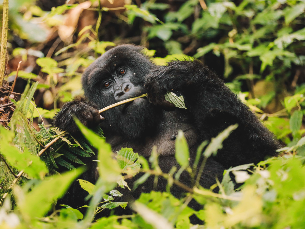 Gorilla in Rwanda - Undiscovered.nl