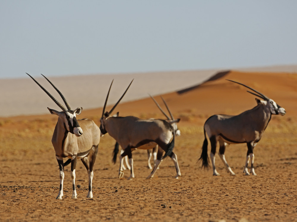 Kalahari Namibië - Undiscovered.nl