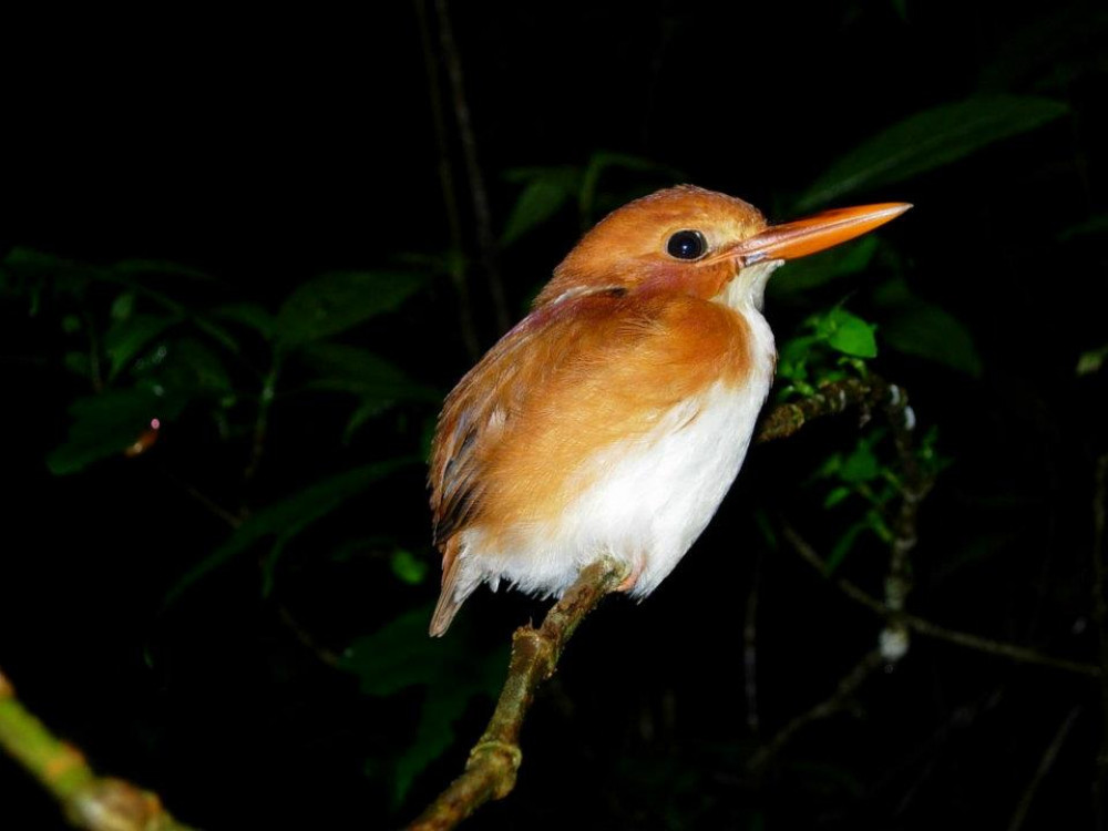 Vogel in Anjozorobe, Madagascar - Undiscovered.nl