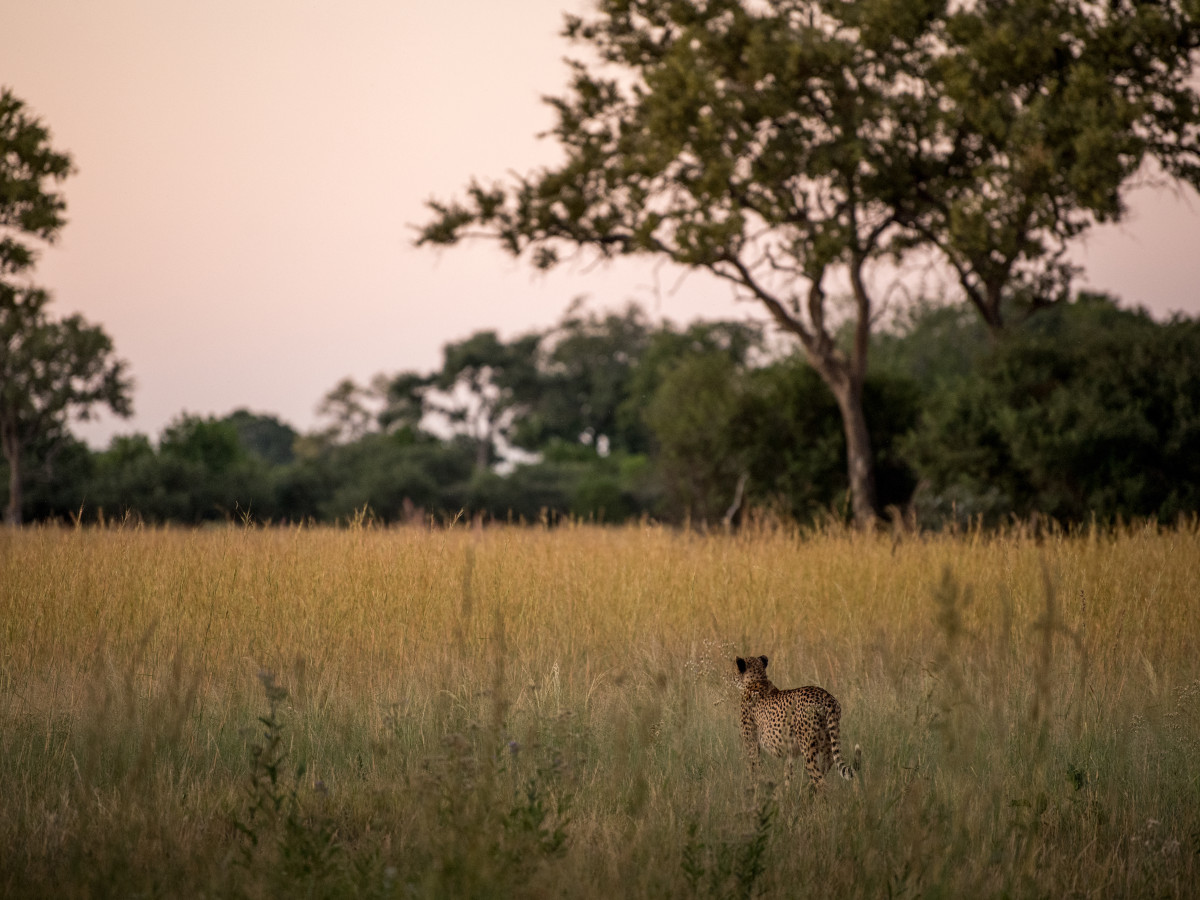Cheetah in Botswana - Undiscovered.nl