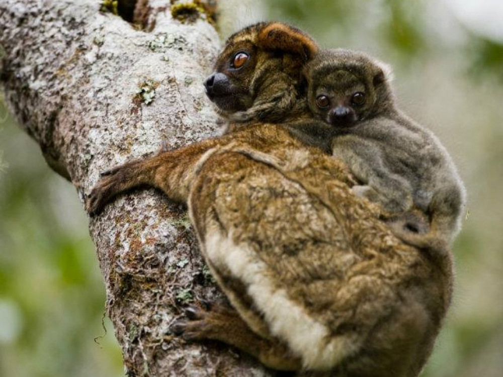 Aapje in Anjozorobe, Madagascar - Undiscovered.nl