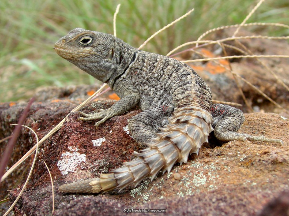 Leguaan in Madagascar - Undiscovered.nl