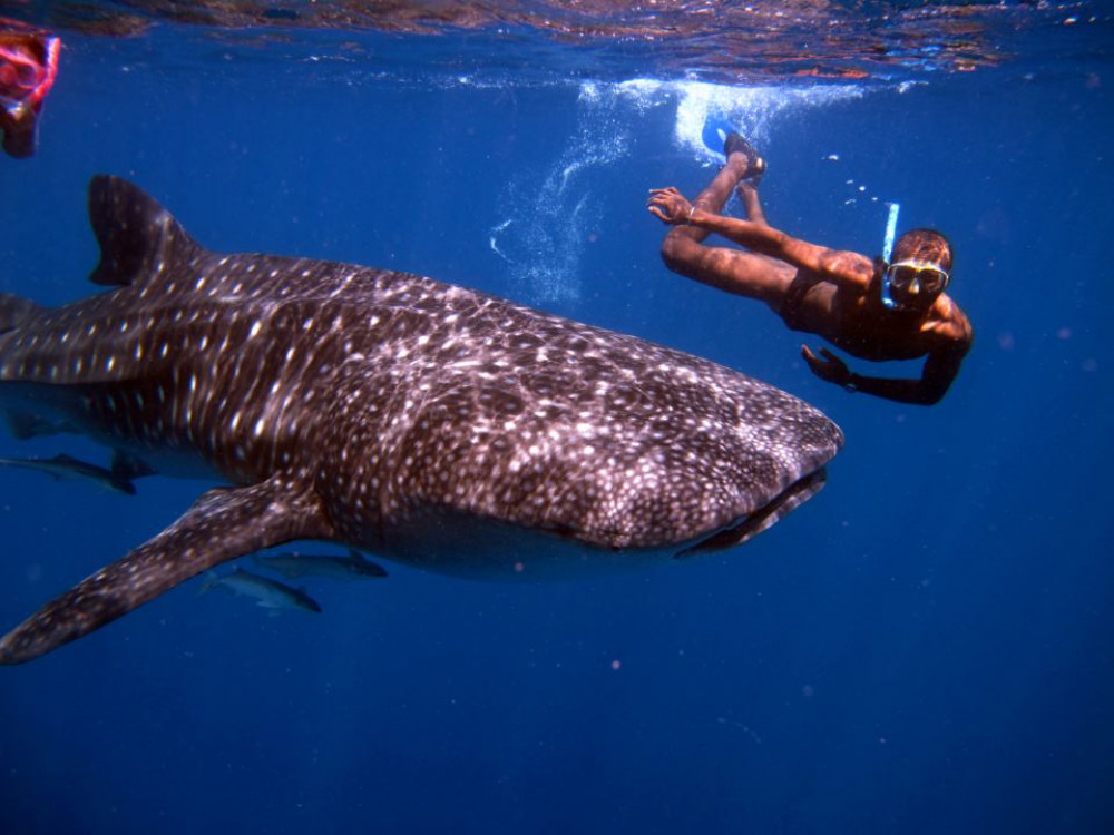 Walvishaai in Nosy Komba, Madagascar - Undiscovered.nl