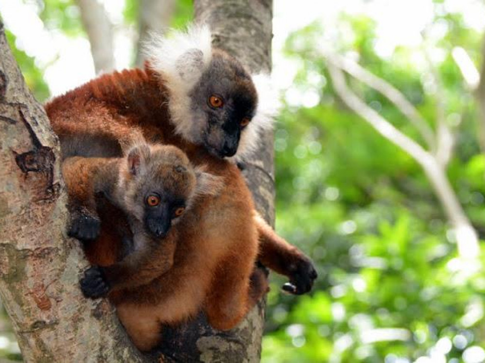 Dieren in Madagascar - Undiscovered.nl