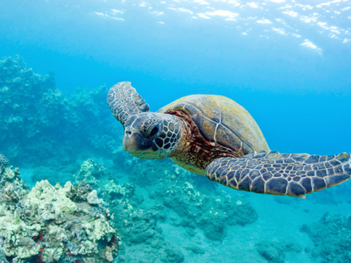 Schildpad Little Corn Island - Undiscovered.nl