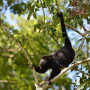 Slingeraap in Belize - Undiscoverd.nl