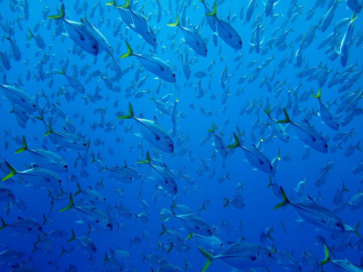 School vissen - Undiscovered.nl