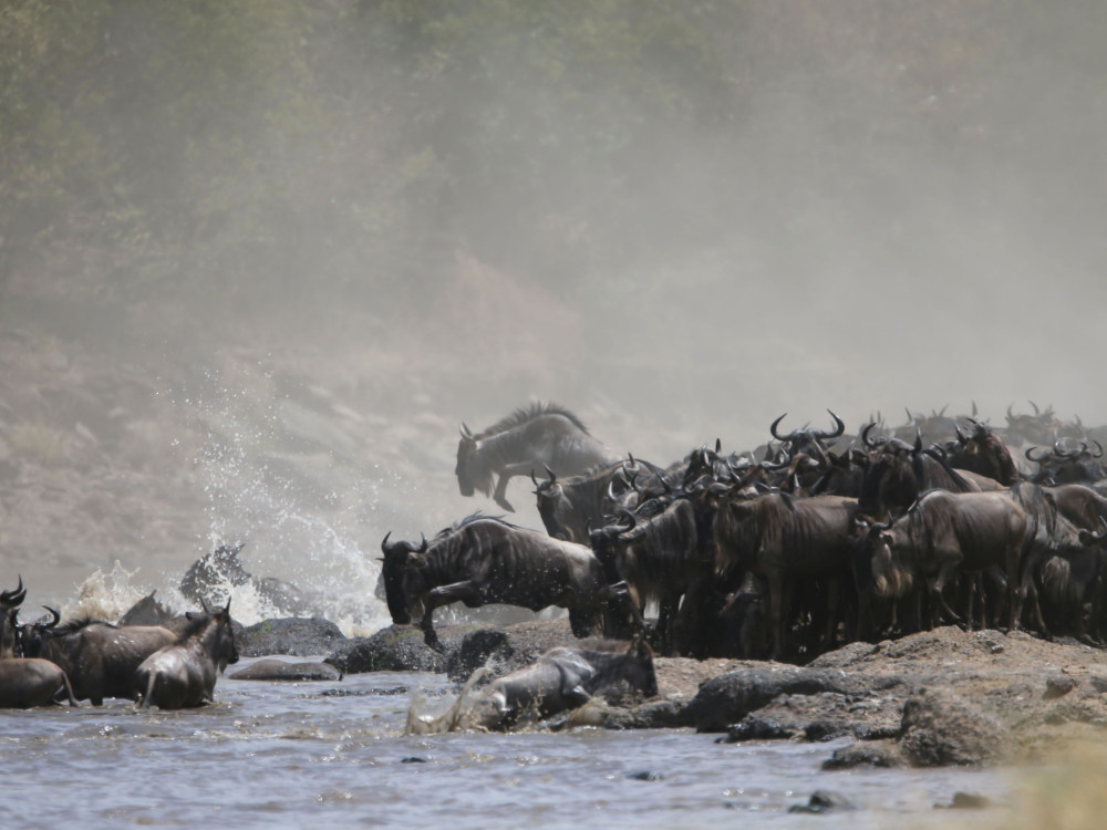 Serengeti en Masai Mara Grote Migratie - Undiscovered.nl