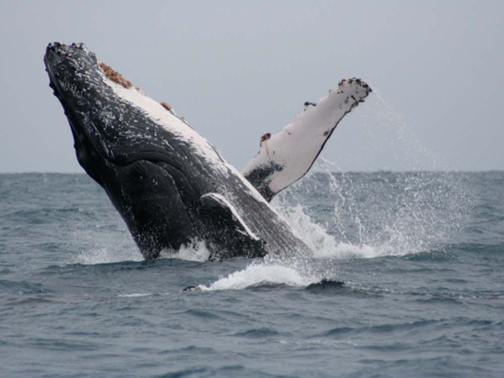 Bultrug, Madagascar - Undiscovered.nl