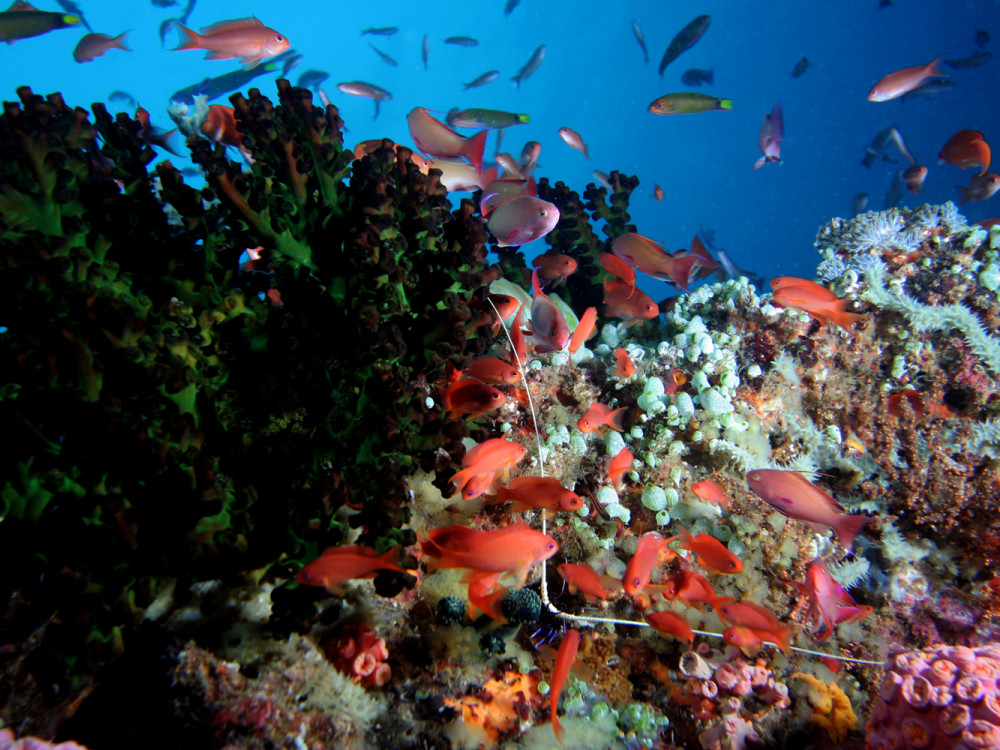 Diverse vissen - Undiscovered.nl