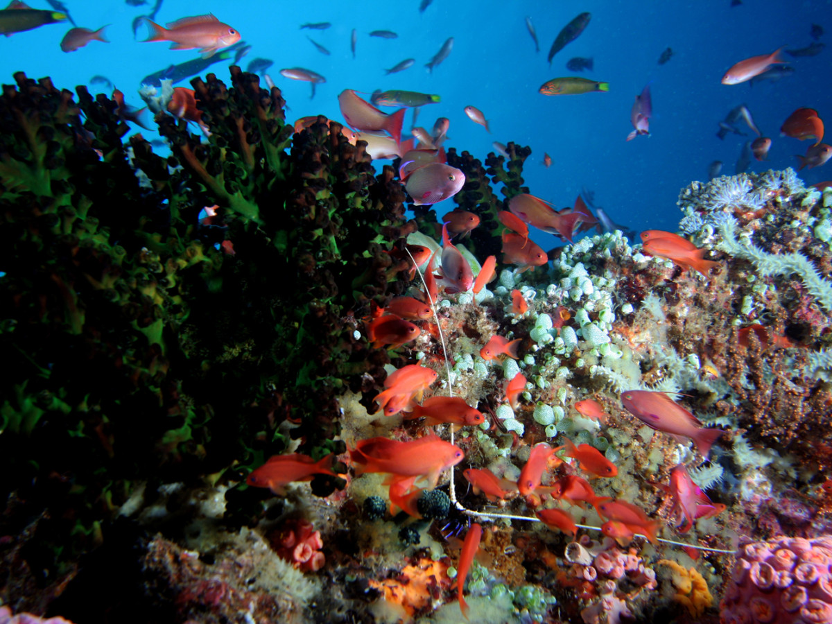 Diverse vissen - Undiscovered.nl