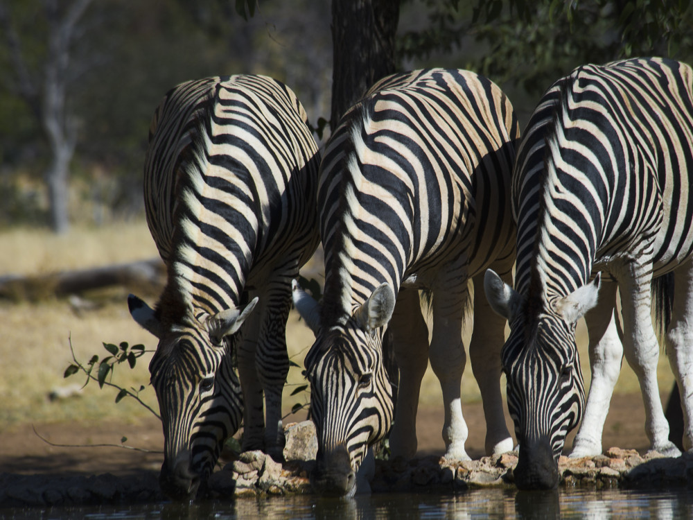 Zebra's in Namibië - Undiscovered.nl
