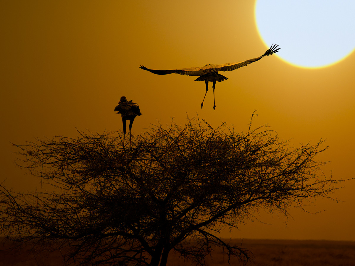Vliegende vogels bij zonsopgang in Namibië - Undiscovered.nl