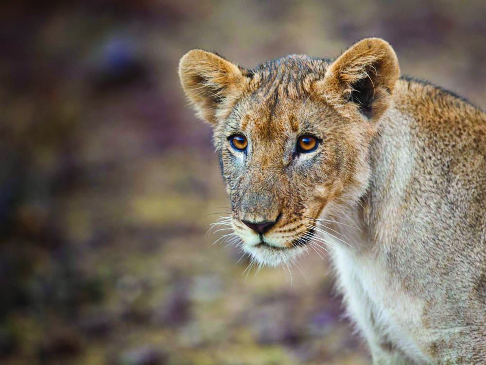 Leeuwin in Namibië - Undiscovered.nl