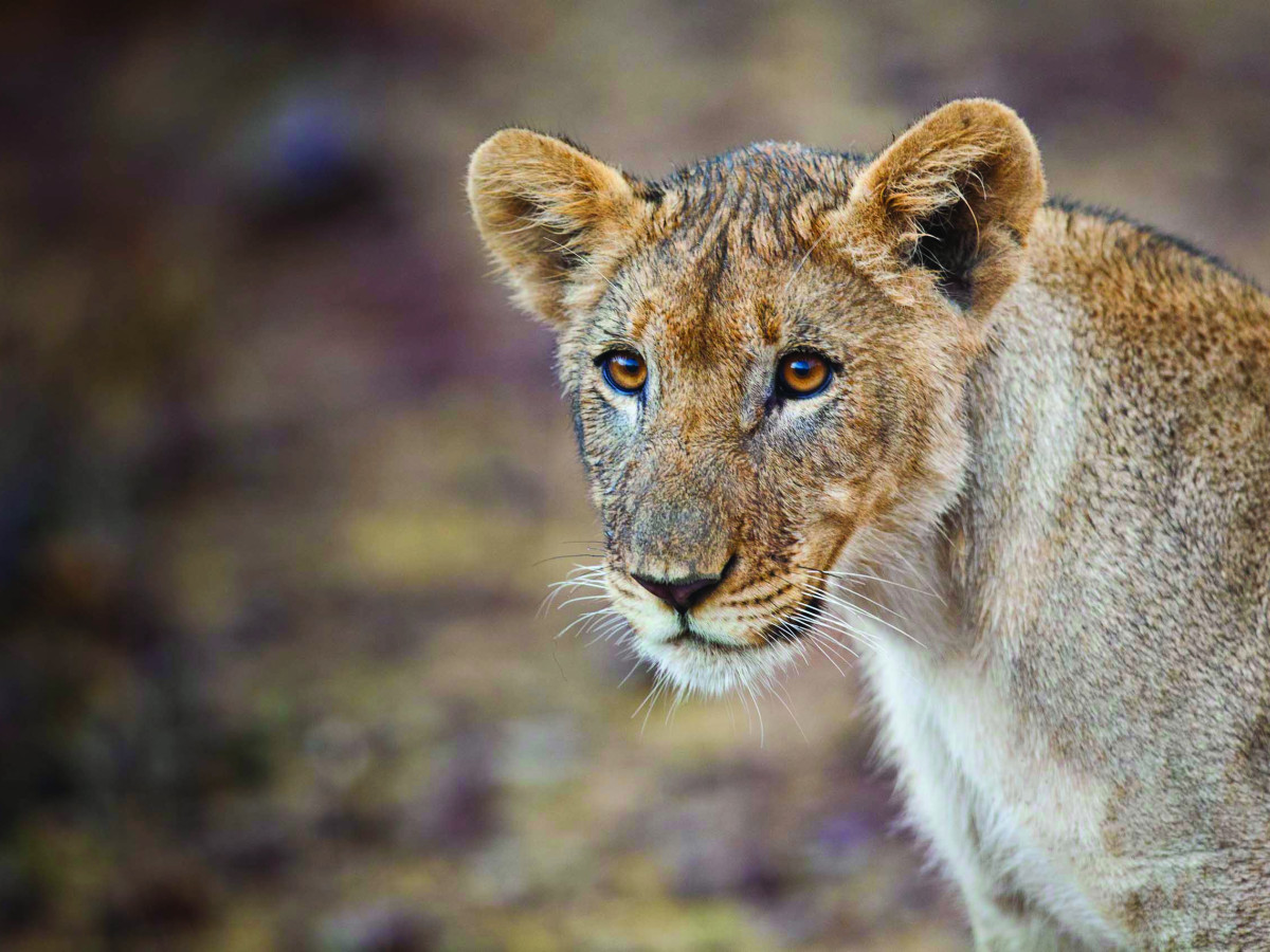 Leeuwin in Namibië - Undiscovered.nl