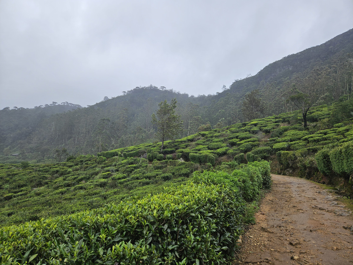 Nuwara Eliya Sri Lanka - Undiscovered.nl