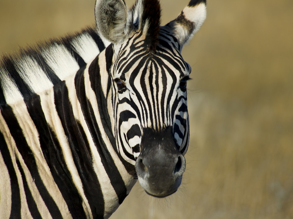 Zebra in Namibië - Undiscovered.nl