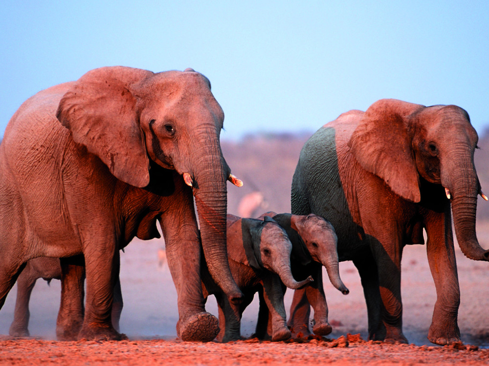 Wilde olifanten in Namibië - Undiscovered.nl
