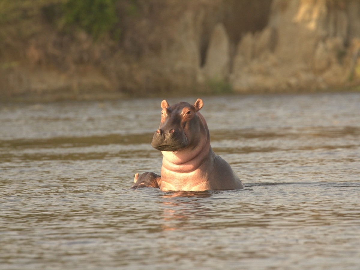 Hippo in het wild - Undiscovered.nl