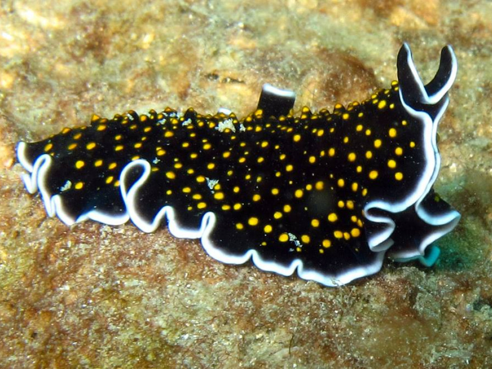 Zeenaaktslak - Undiscovered.nl