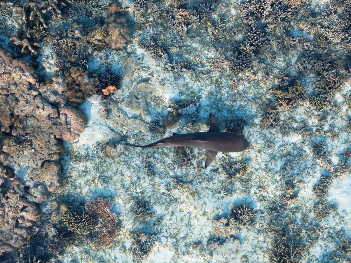 Duiken in Raja Ampat met Kri Eco Resort - Undiscovered.nl