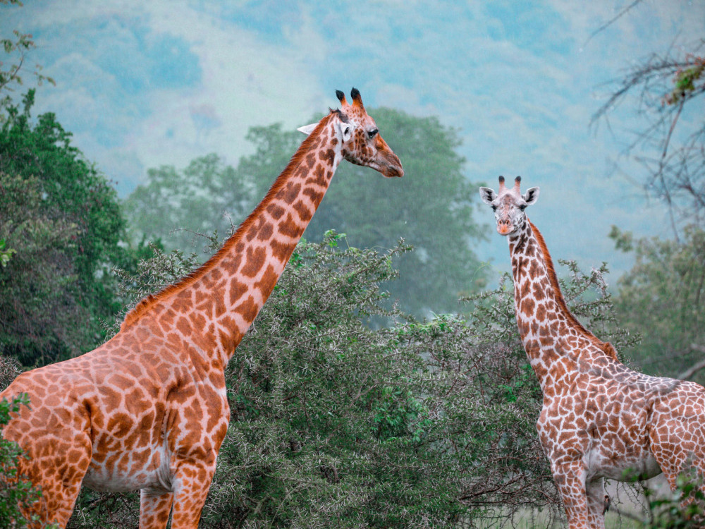 Giraffes in Akagera National Park, Rwanda - Undiscovered.nl