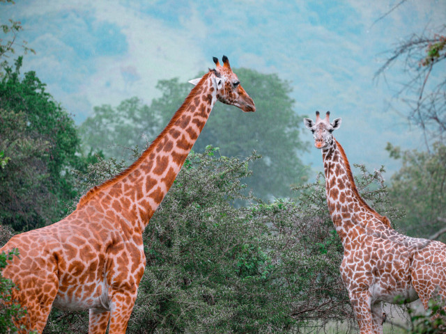 Giraffes in Akagera National Park, Rwanda - Undiscovered.nl
