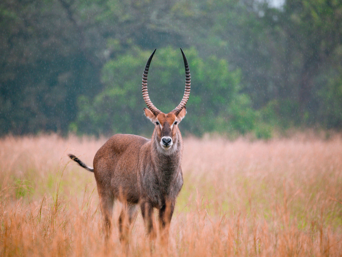 Akagera National Park, Rwanda - Undiscovered.nl