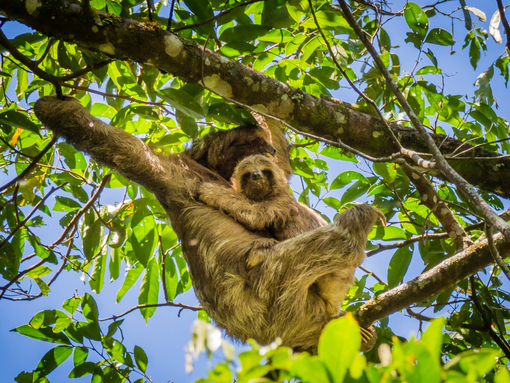 Luiaard in een boom - Undiscovered.nl