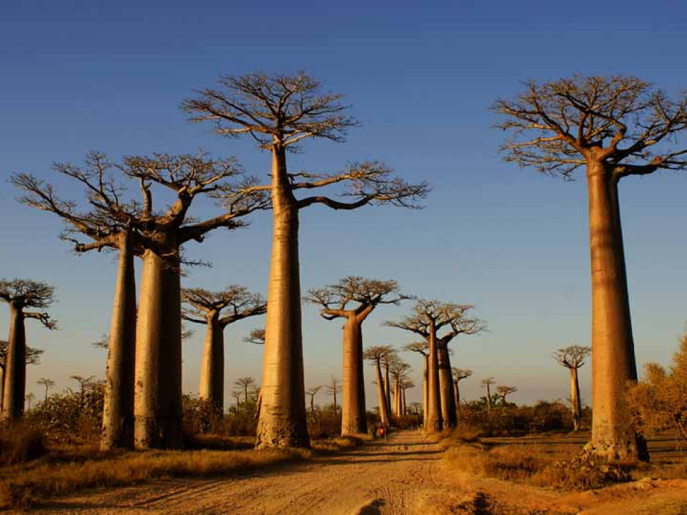 Natuurlandschap in Madagascar - Undiscovered.nl