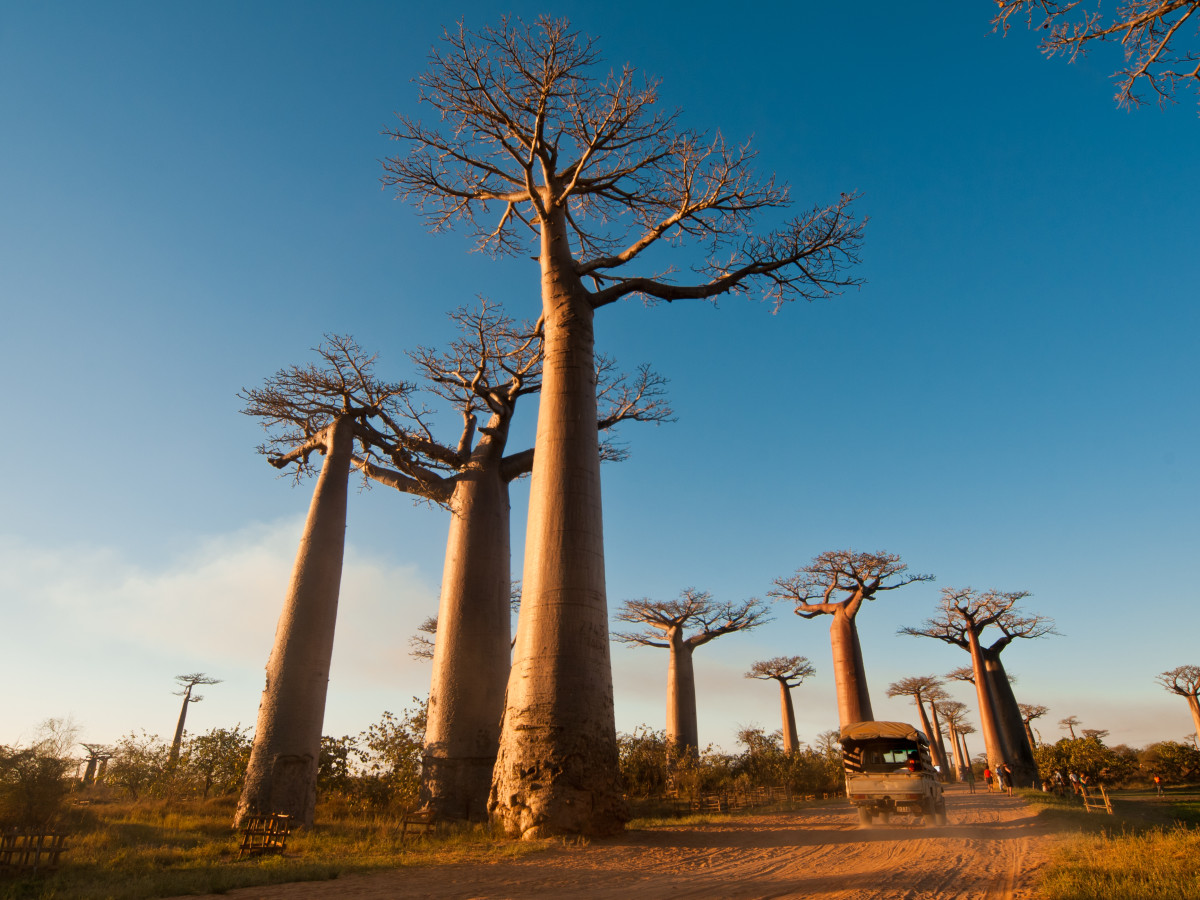 Baobab Alley, Madagascar - Undiscovered.nl