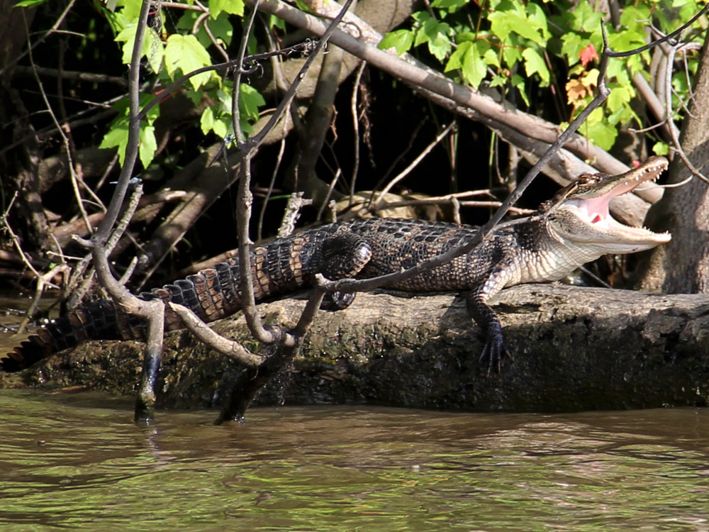 Krokodil in Belize - Undiscovered.nl