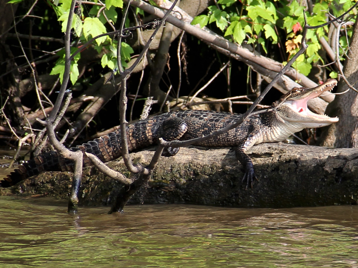 Krokodil in Belize - Undiscovered.nl