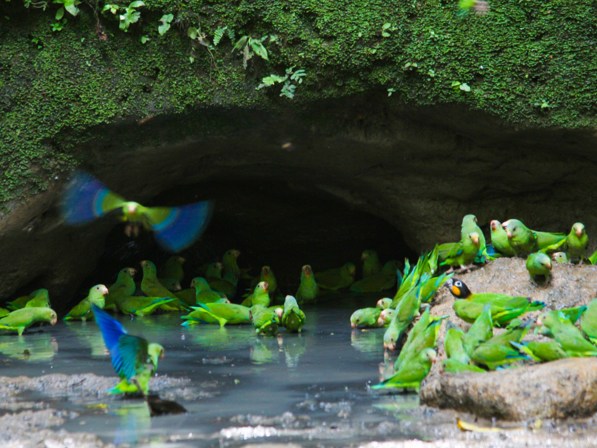 Wildleven in Amazone, Ecuador - Undiscovered.nl