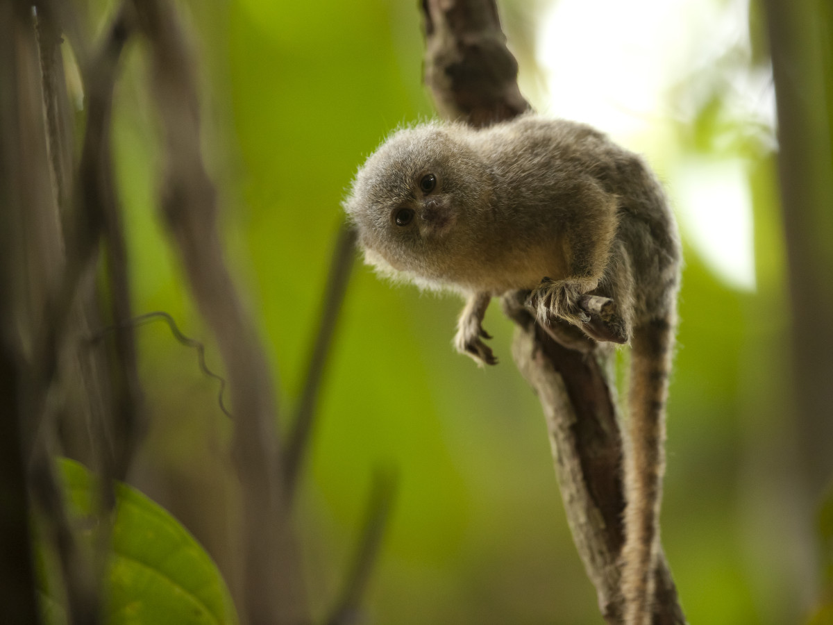 Wildleven in Amazone, Ecuador - Undiscovered.nl