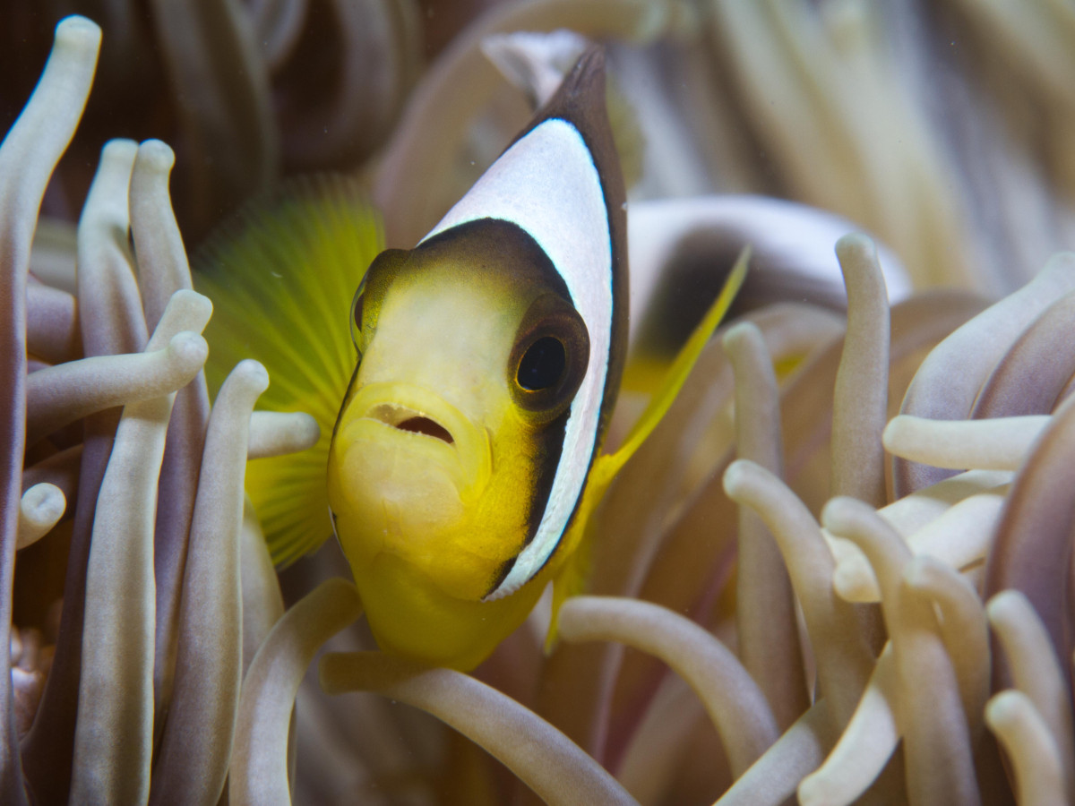 Diving Seychellen - Undiscovered.nl