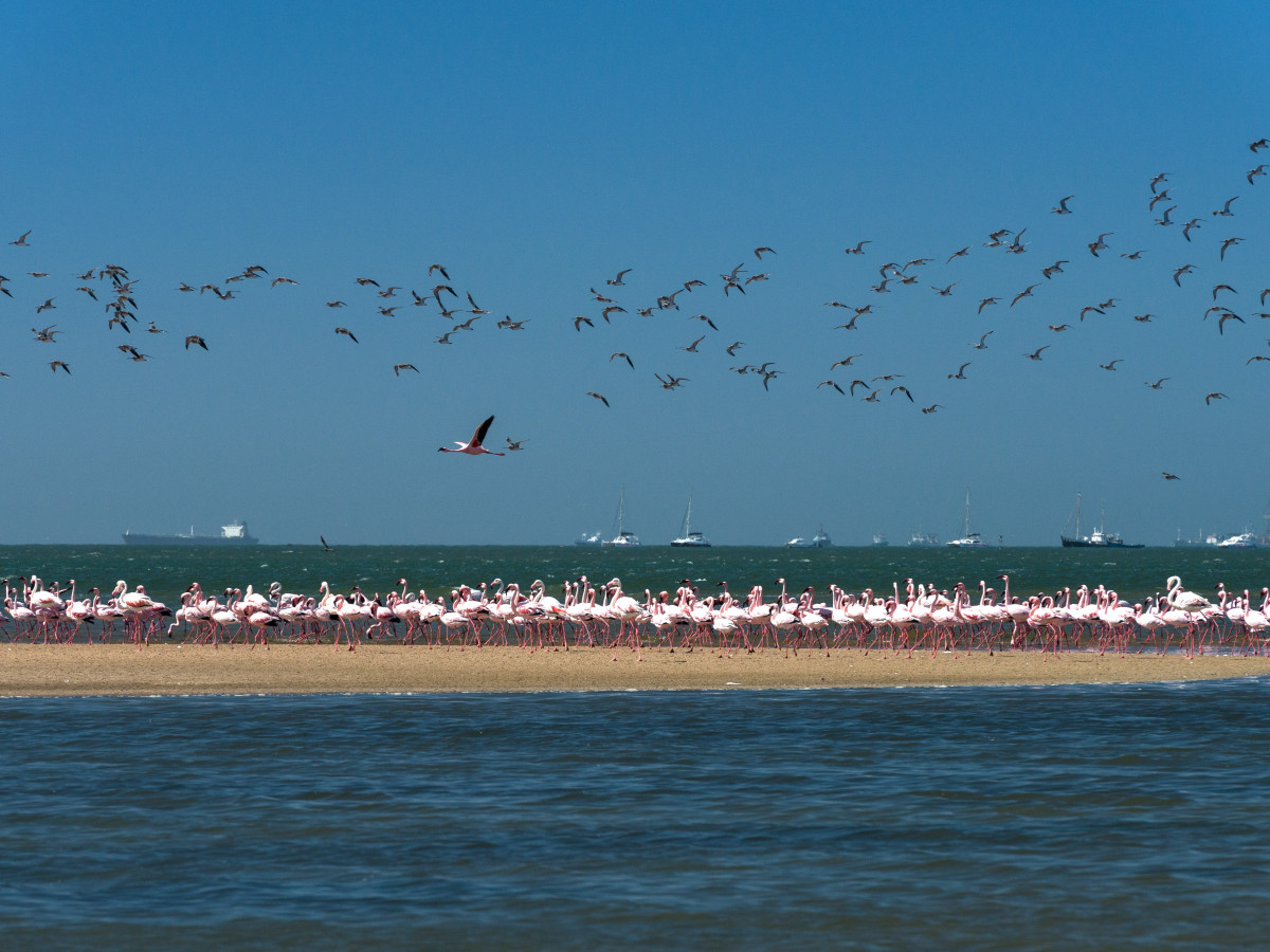 Flamingo's bij Swakopmund, Namibië - Undiscovered.nl