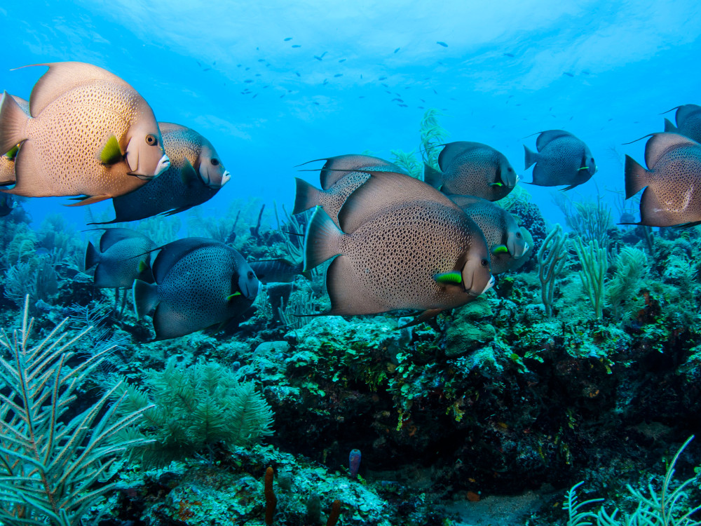 Angelfish - Undiscovered.nl