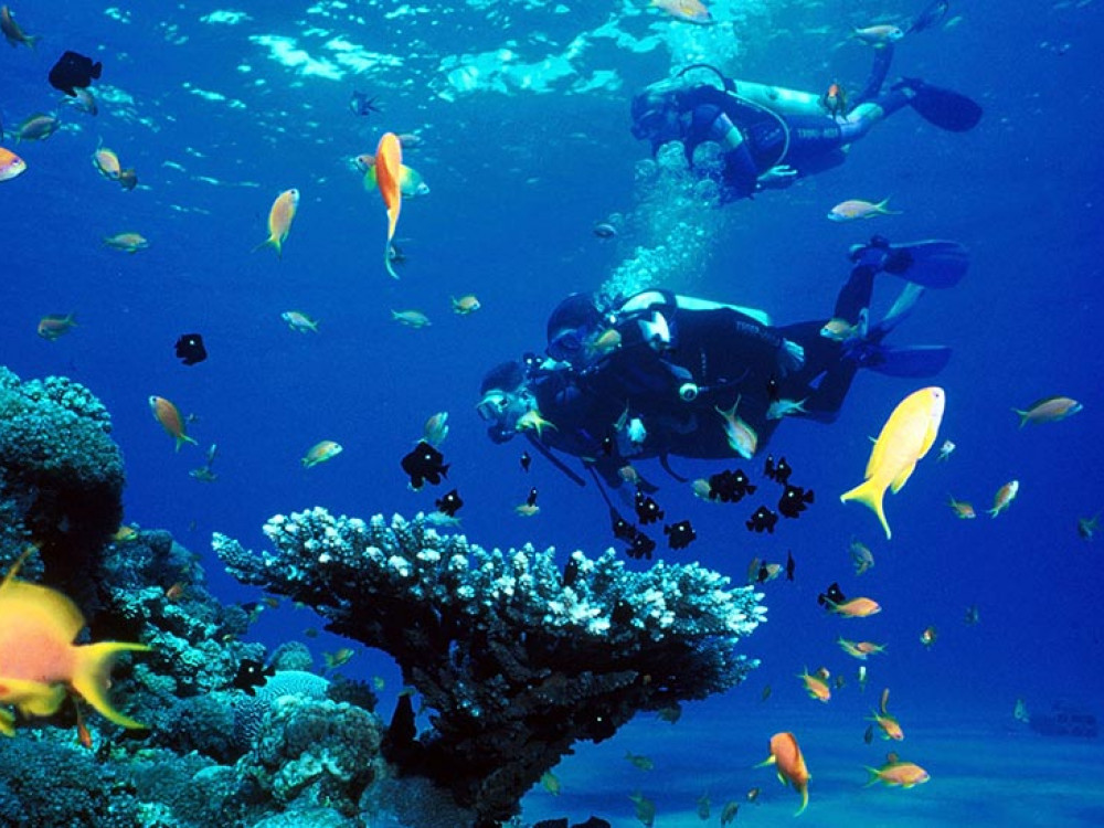 Duiken tussen de vissen - Undiscovered.nl