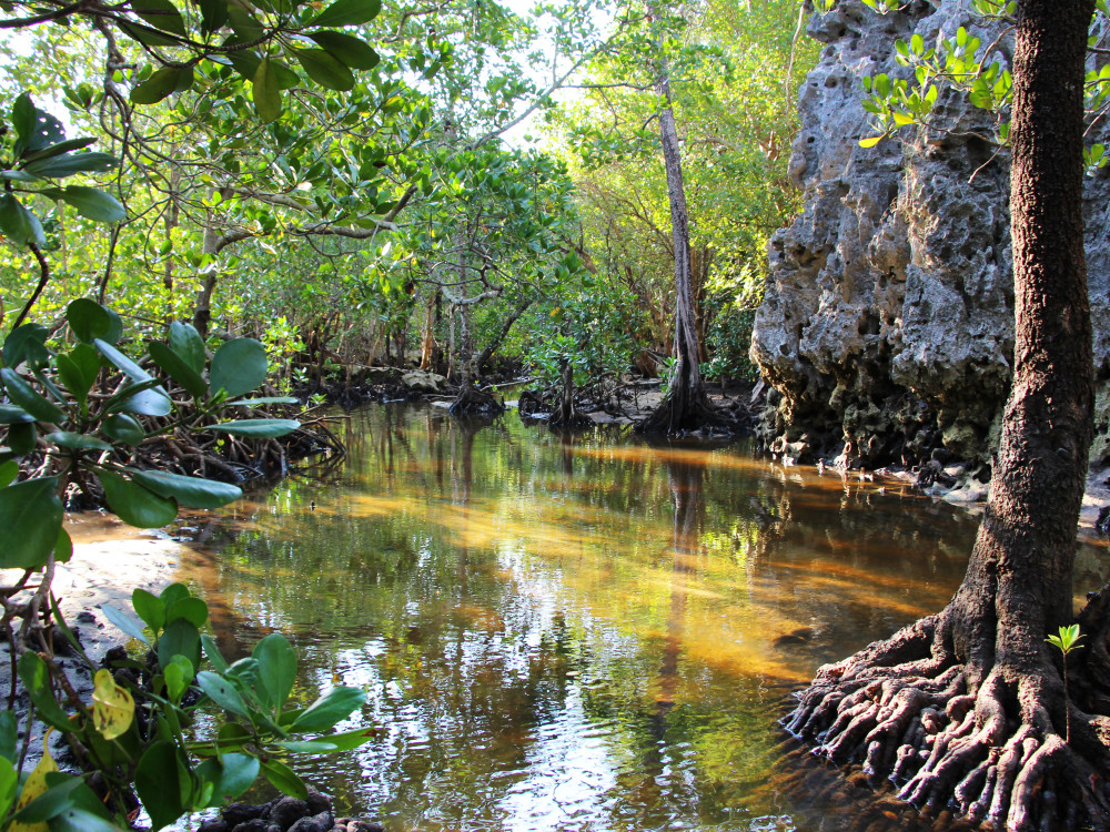 Bos in Anjajavy, Madagascar - Undiscovered.nl