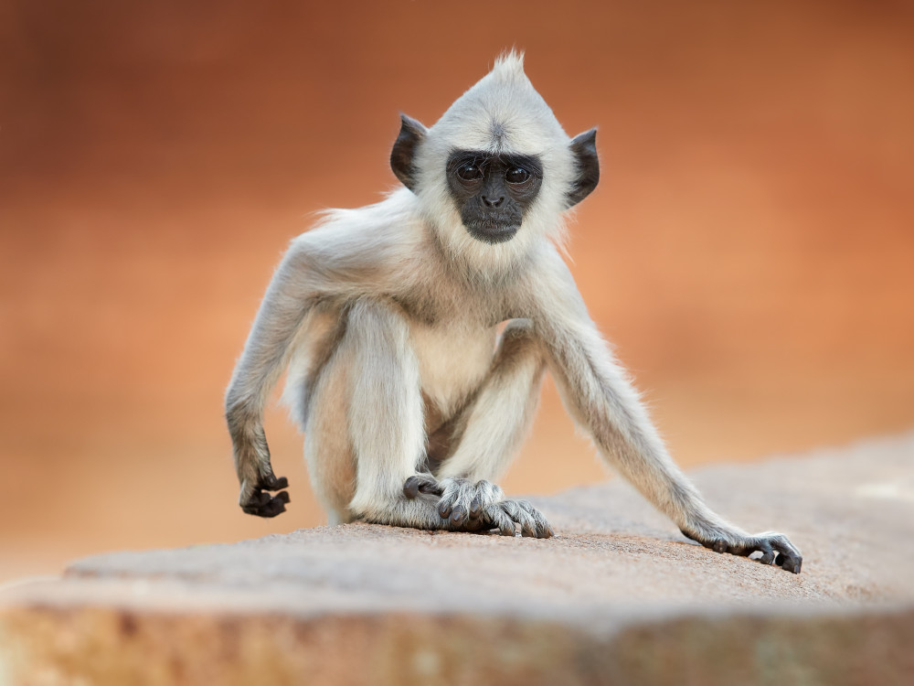 Langur aap, Sri Lanka - Undiscovered.nl