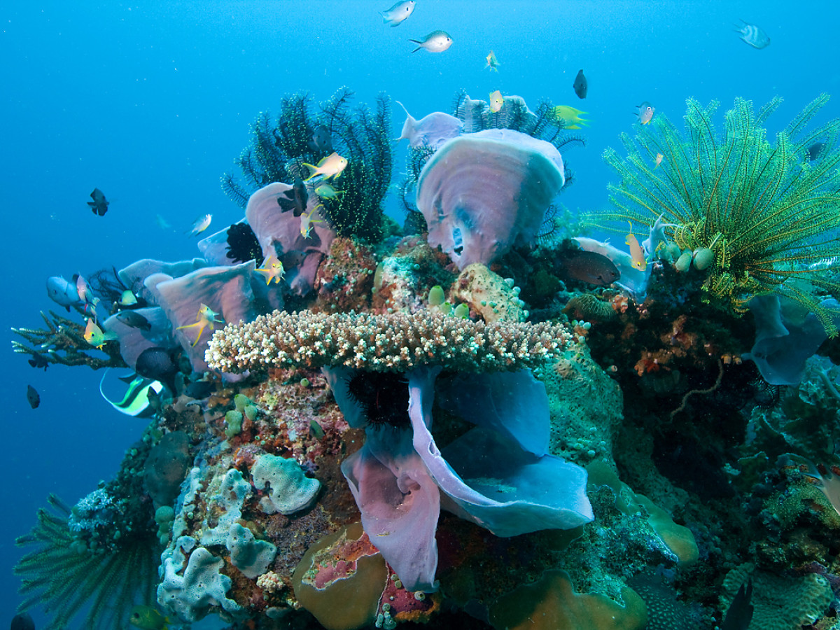 Koraal - Undiscovered.nl