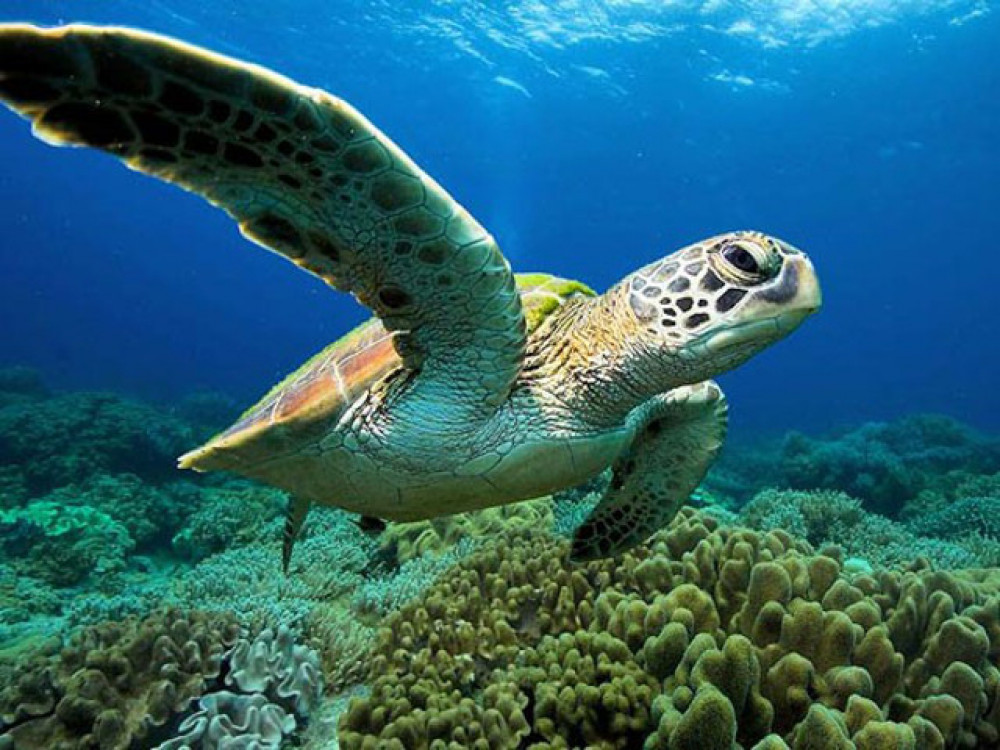 Zeeschildpad - Undiscovered.nl