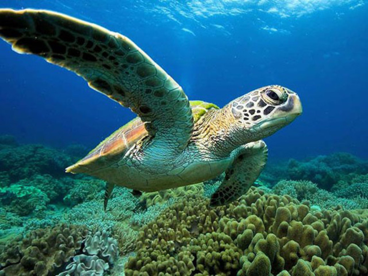 Zeeschildpad - Undiscovered.nl
